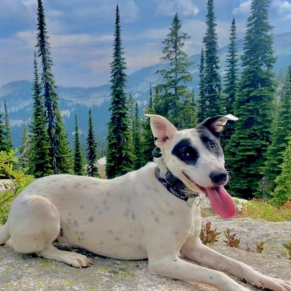 Great hiking pics from our Beertender Kodi. Check out her pup Zyra beautifully m