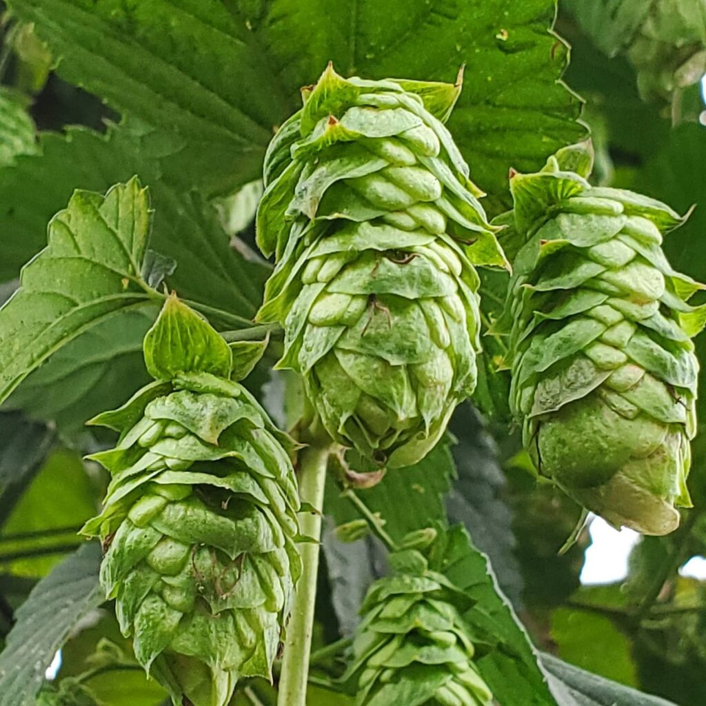 🍺FRESH HOP BREW DAY! 🍺  Check it out: Danny is starting his brew at TE while we